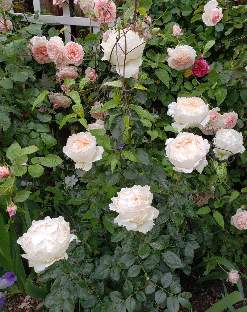 Group Roses By Water Needs