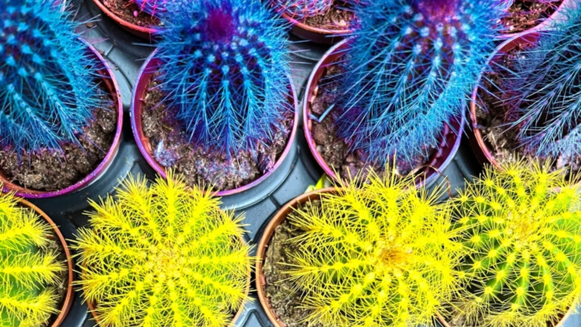 Spray-Painting Your Plants Might Be The Garden Hack You Never Knew You Needed