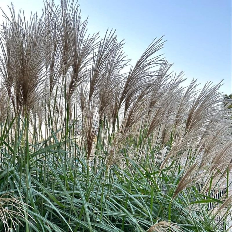 Persistent Chinese Silvergrass
