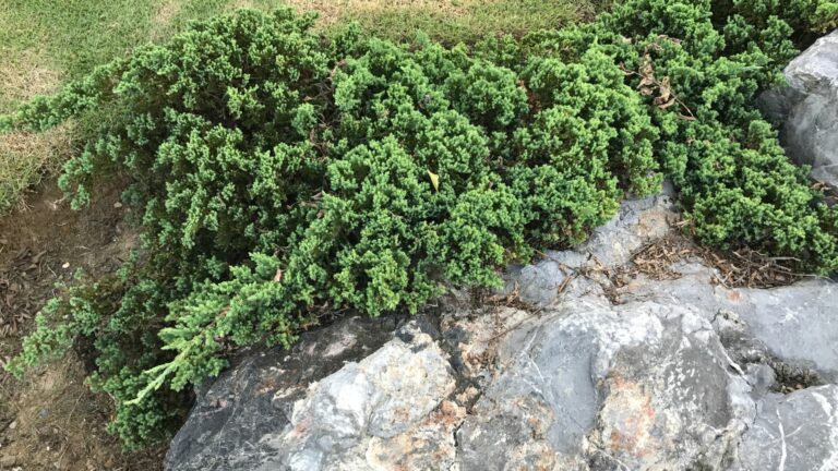 creeping Juniper