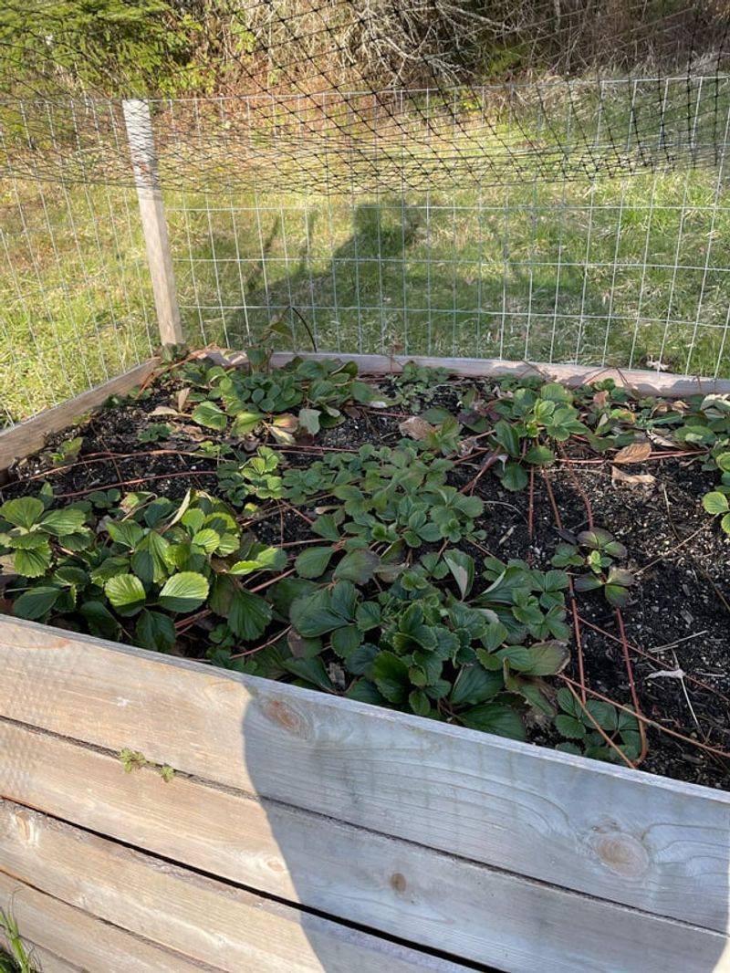 Remove Dead Foliage