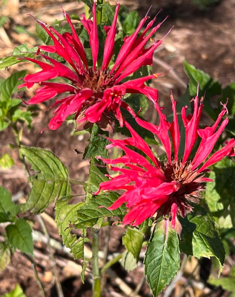 Natural Self-Seeding
