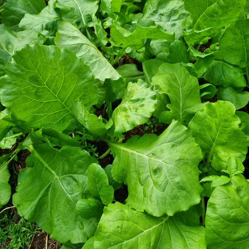 Mustard Greens