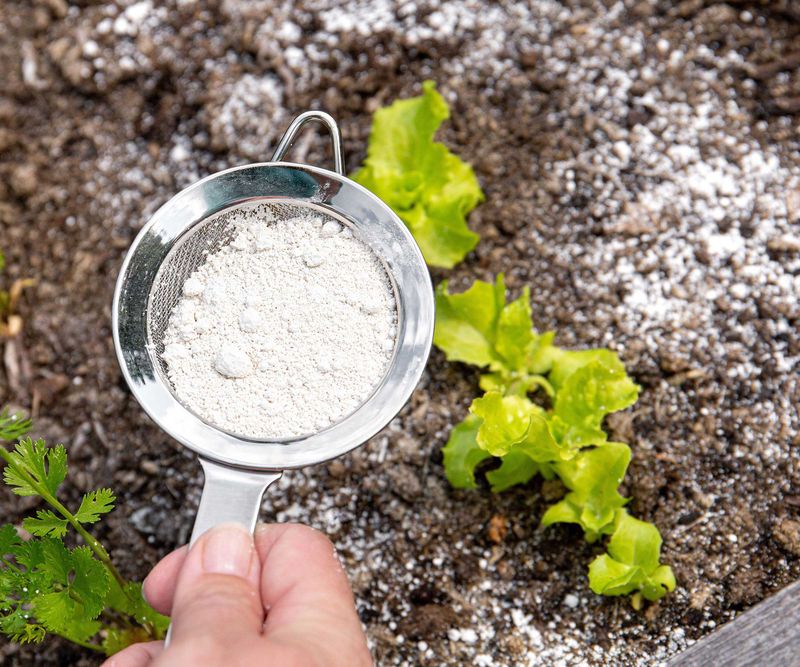 Sprinkle Diatomaceous Earth Around Plants