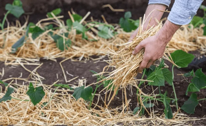 Mulch Matters