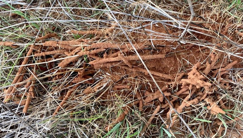 Buried Scrap Wood From Construction