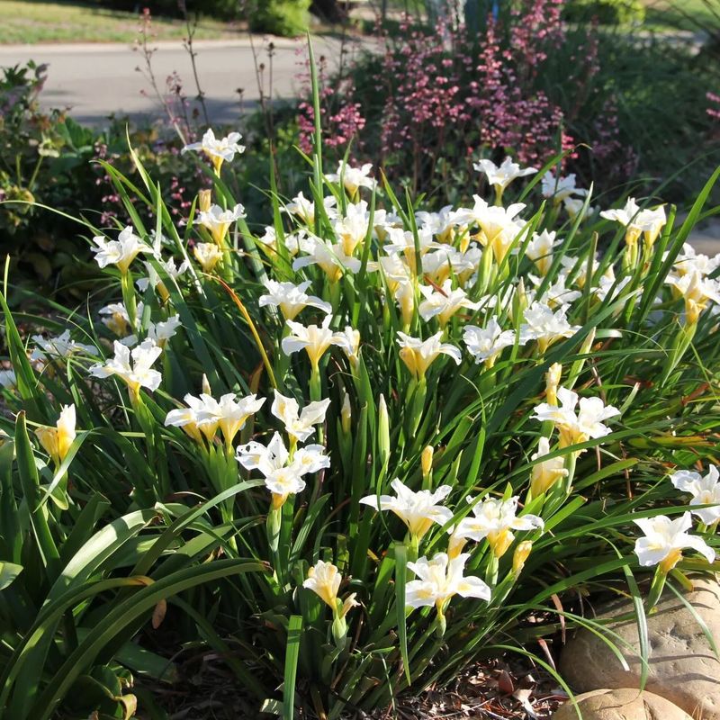 Pacific Coast Iris 'Canyon Snow'