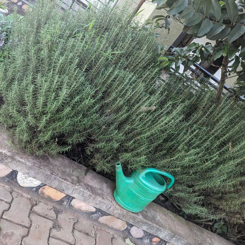 Rosemary