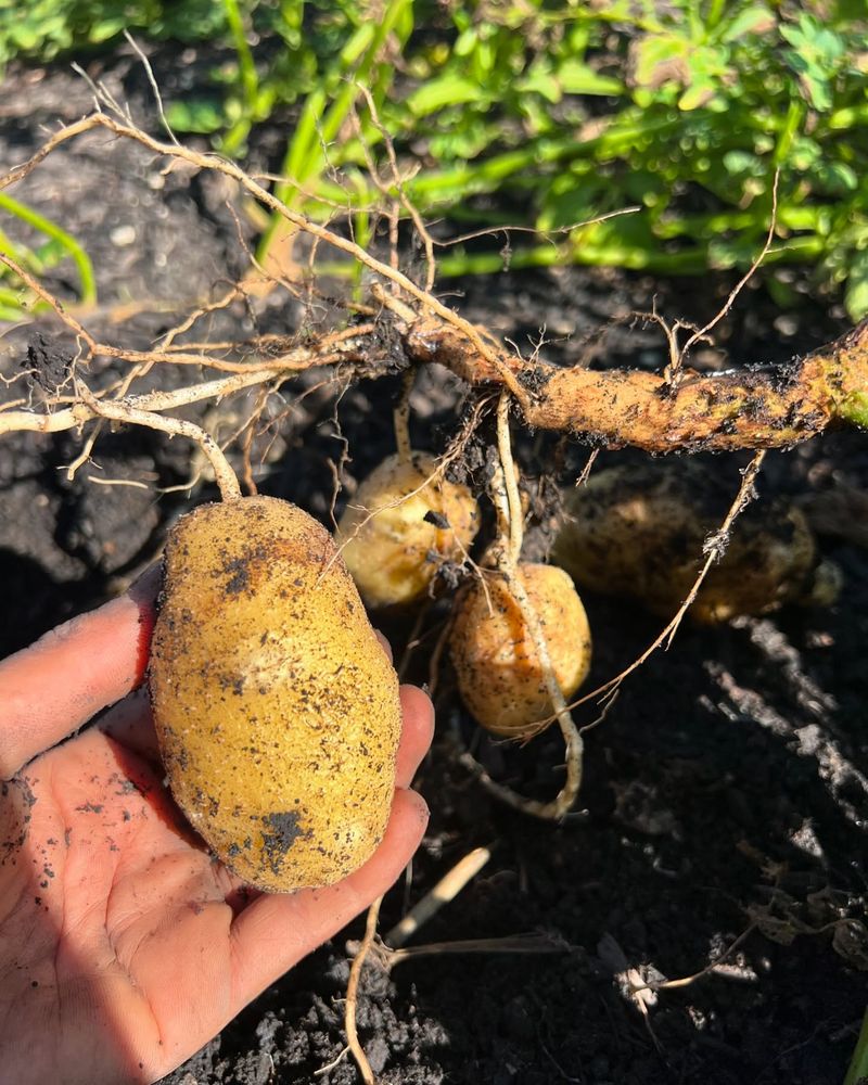 Potatoes
