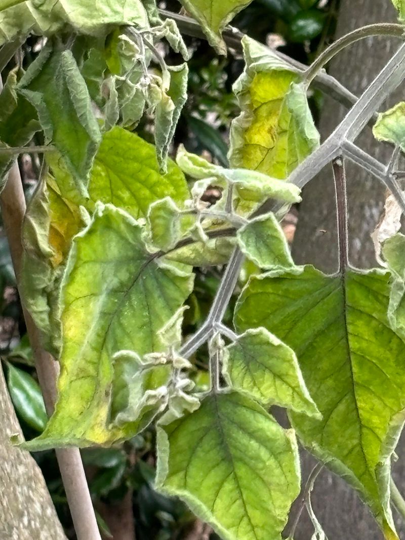 Spider Mites