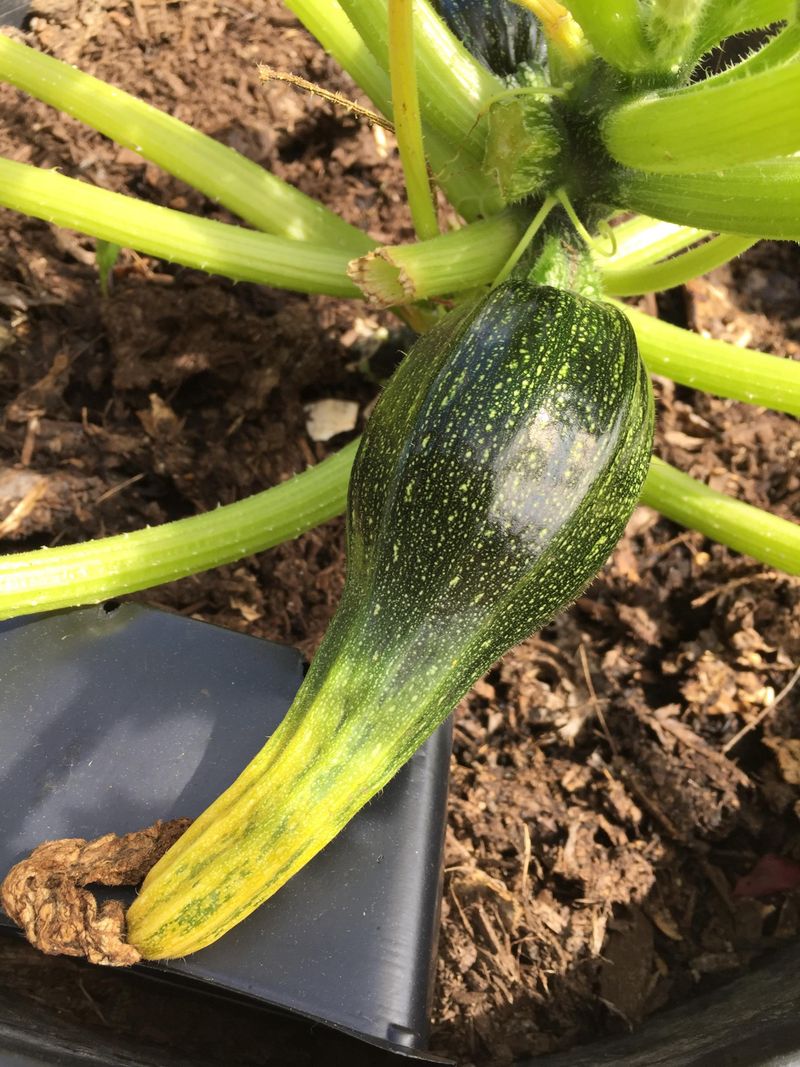 Blossom End Rot Disappointment