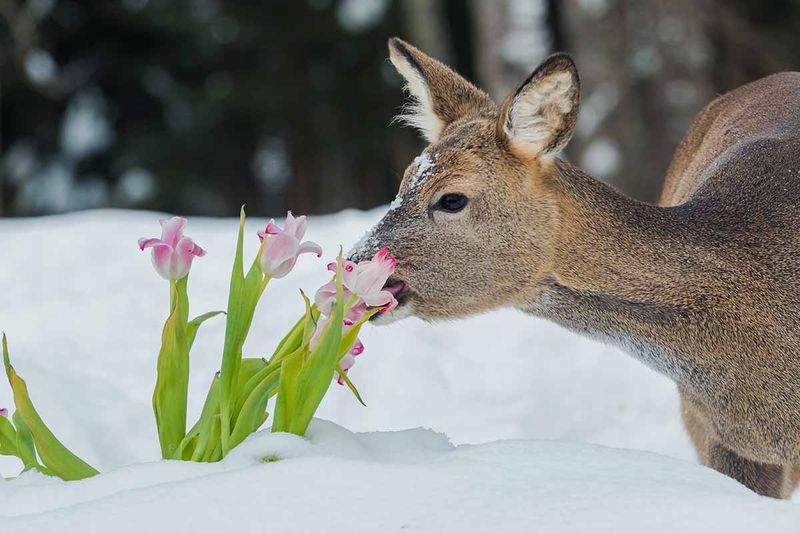 Deer Ate The Buds