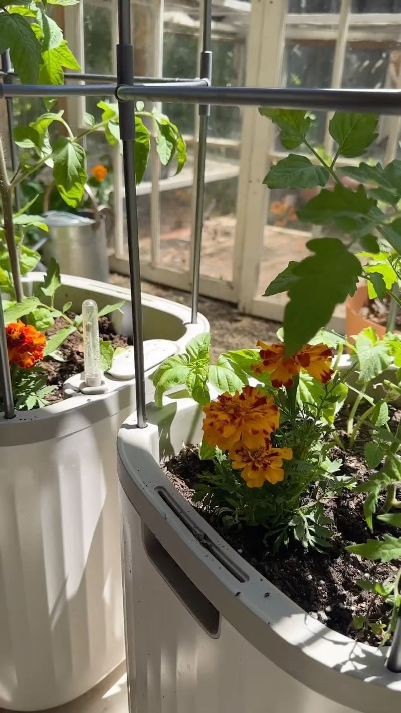 Embrace Companion Planting