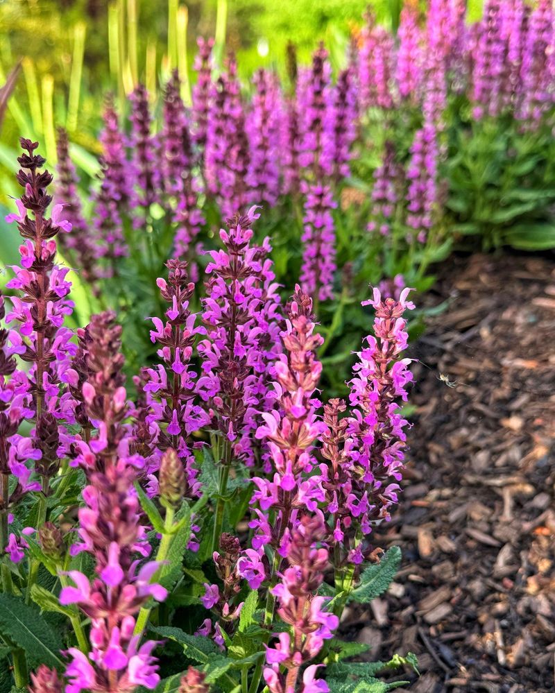 Divide Overcrowded Perennials