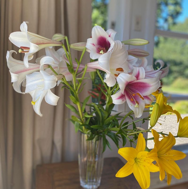 Remove Spent Flowers Promptly