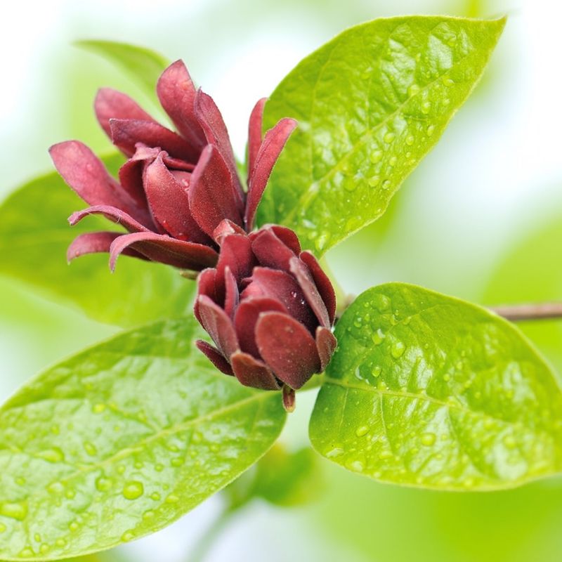 Carolina Allspice (Calycanthus floridus)