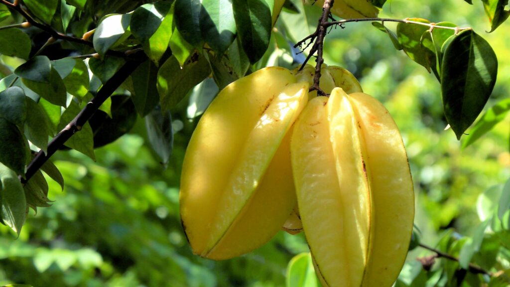 Starfruit