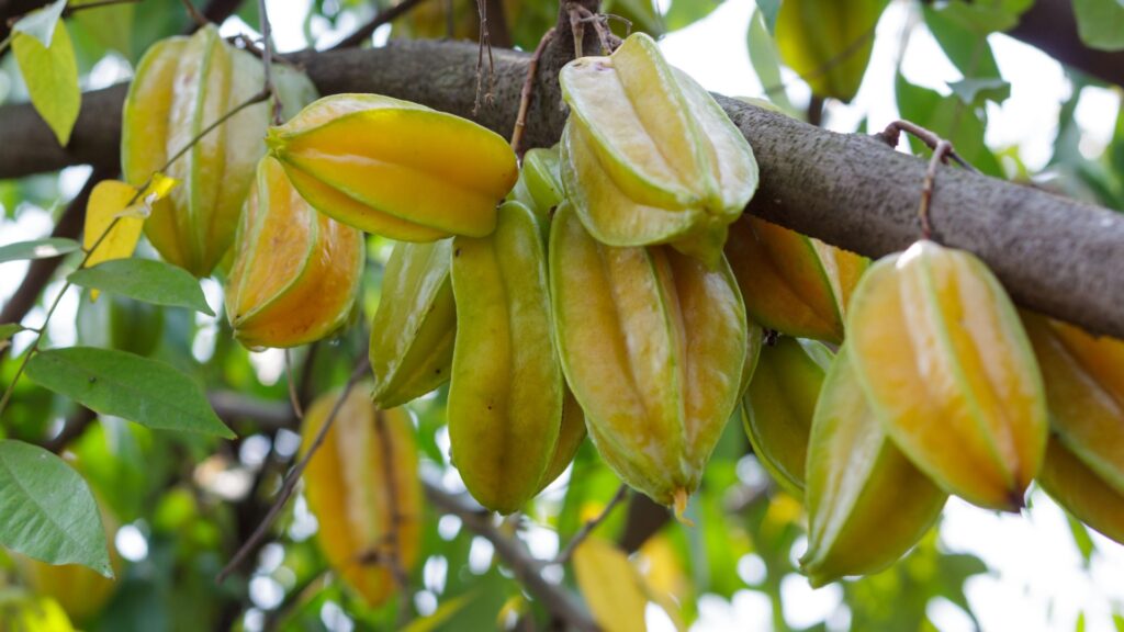 starfruit tree