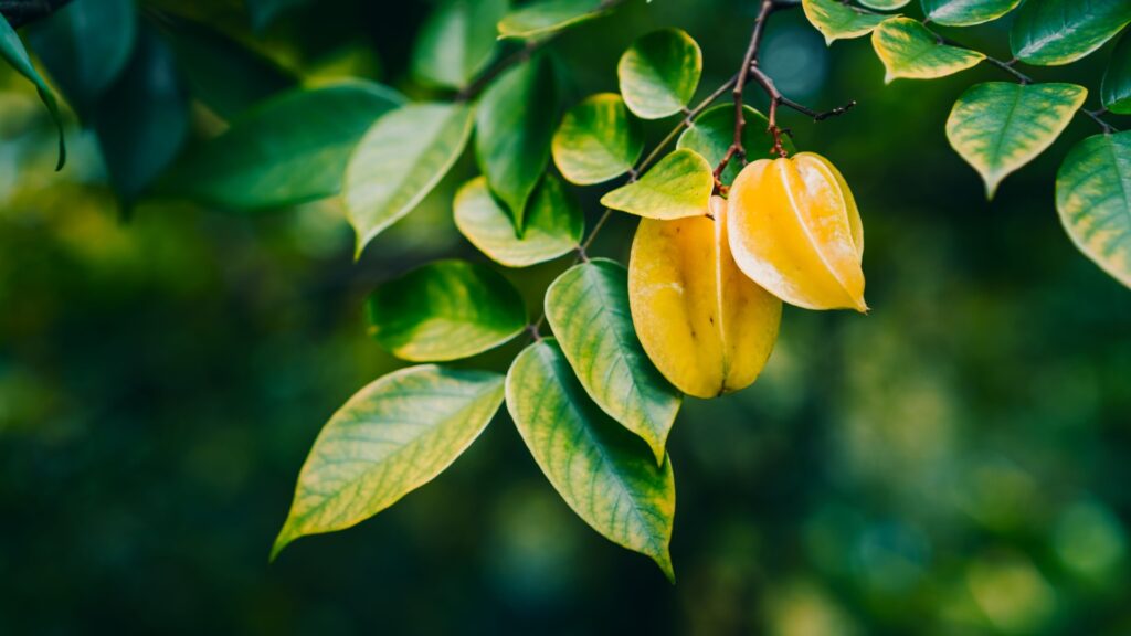 starfruit tree
