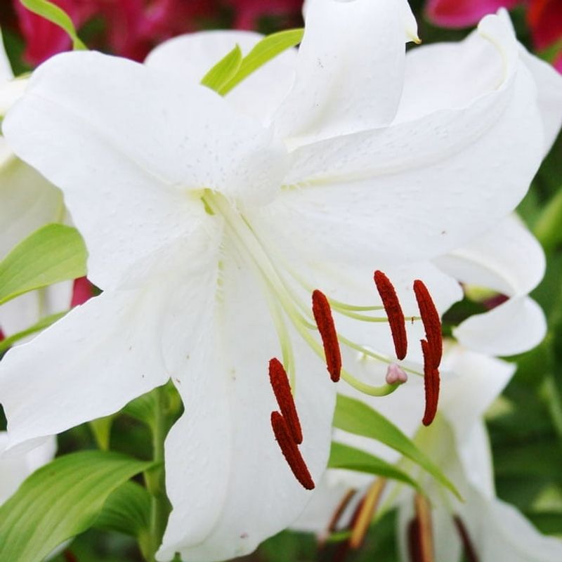 Casa Blanca Lilies