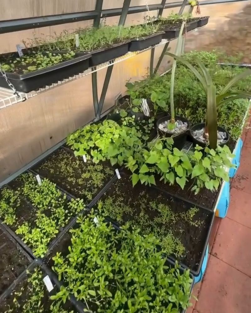 Harden Off Before Transplanting