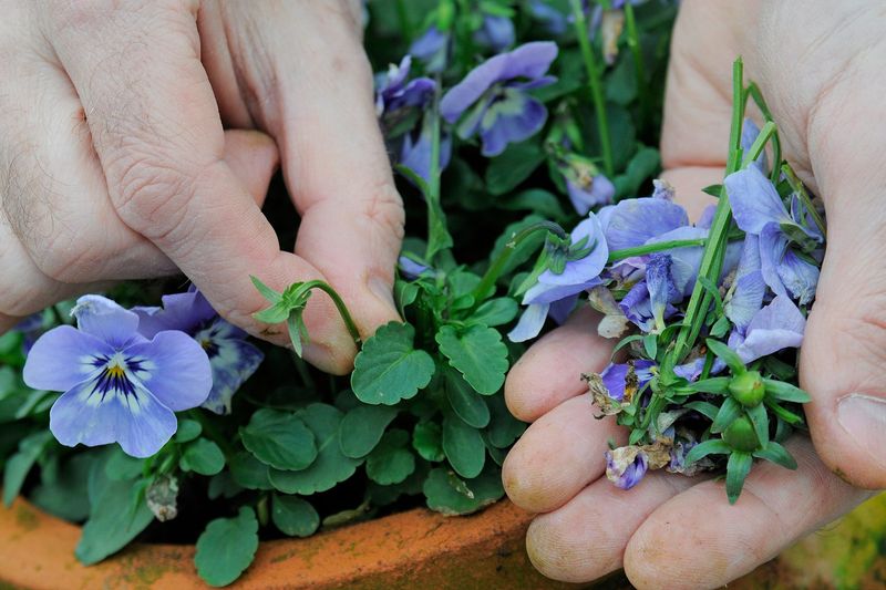 Pinch Back Young Plants