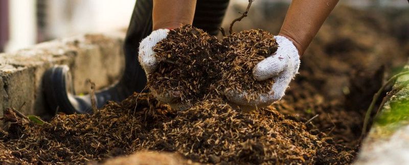 Prepare Soil Properly