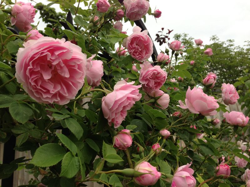 Plant Heritage Roses