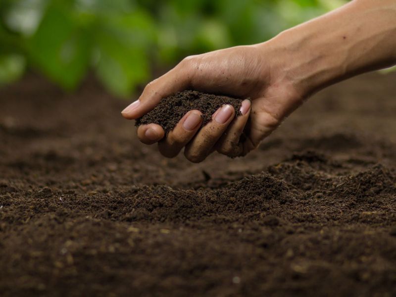 Prepare Rich, Sandy Loam Soil