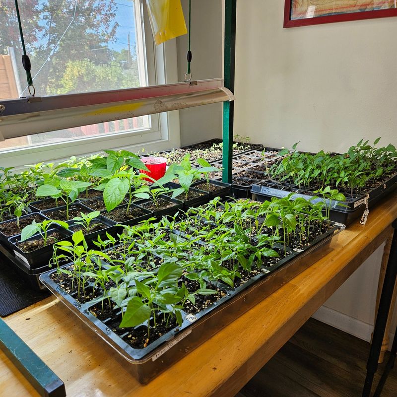 Pre-Sprout Indoors