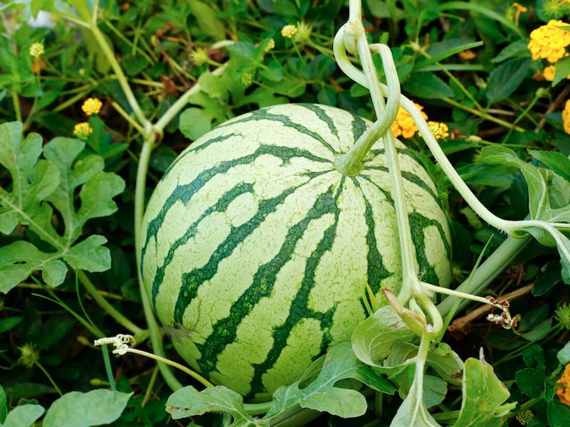 Choose The Right Varieties For Your Climate