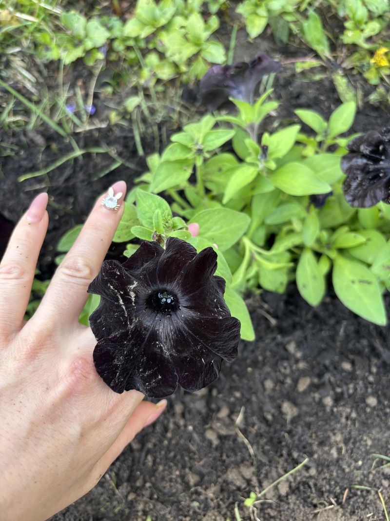 Choose the Right Soil