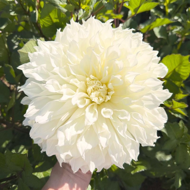 Dahlias (From Tubers)