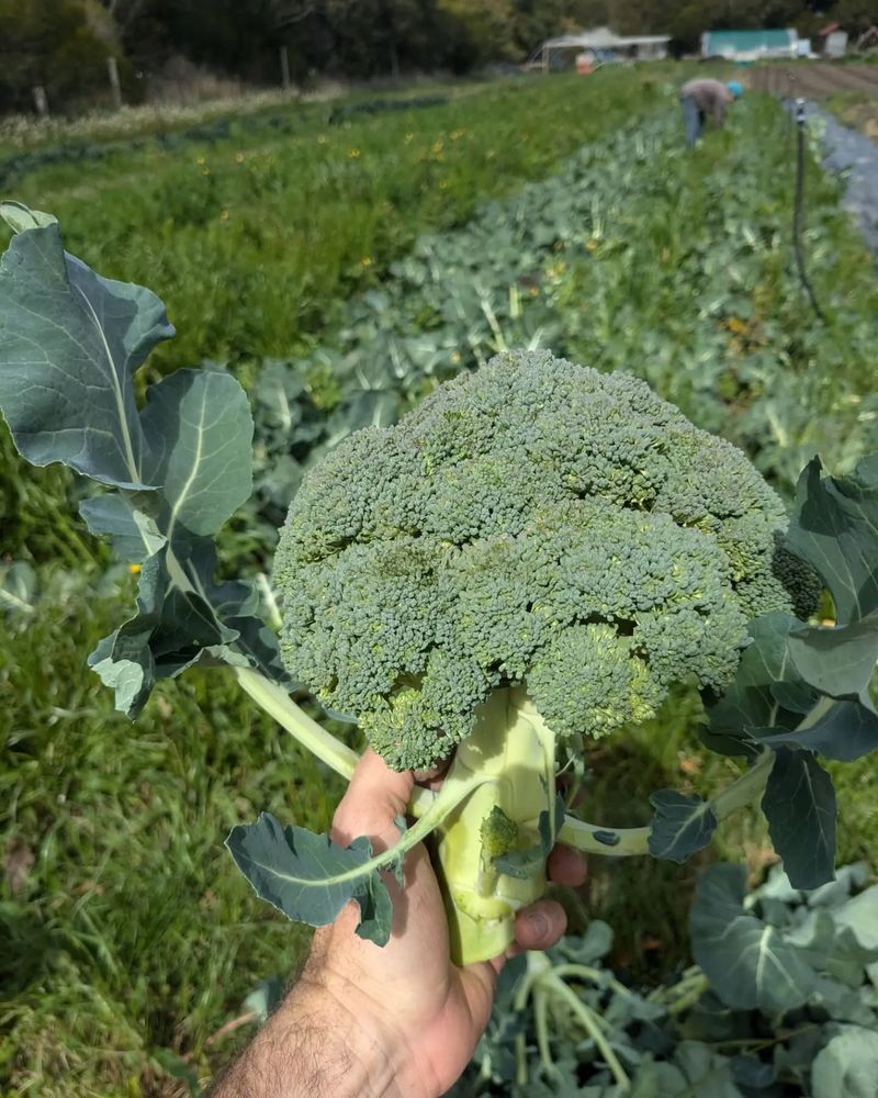 Harvest At The Perfect Moment