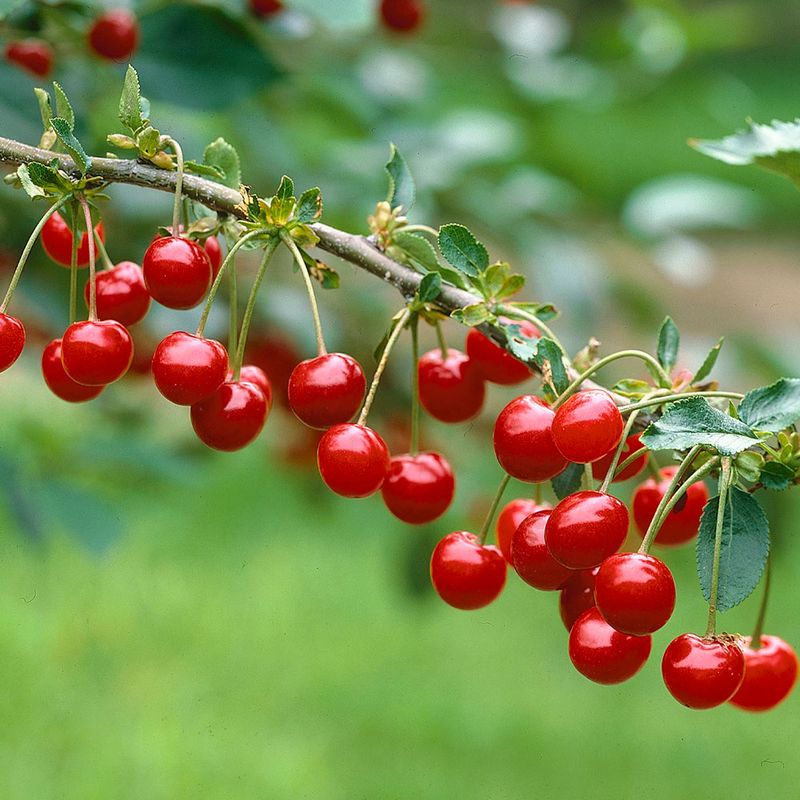 Montmorency Cherry
