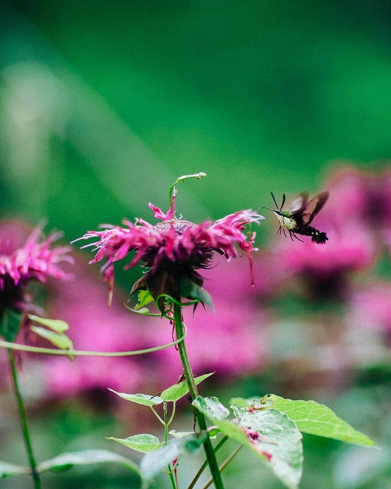 Pollinator Pocket Gardens