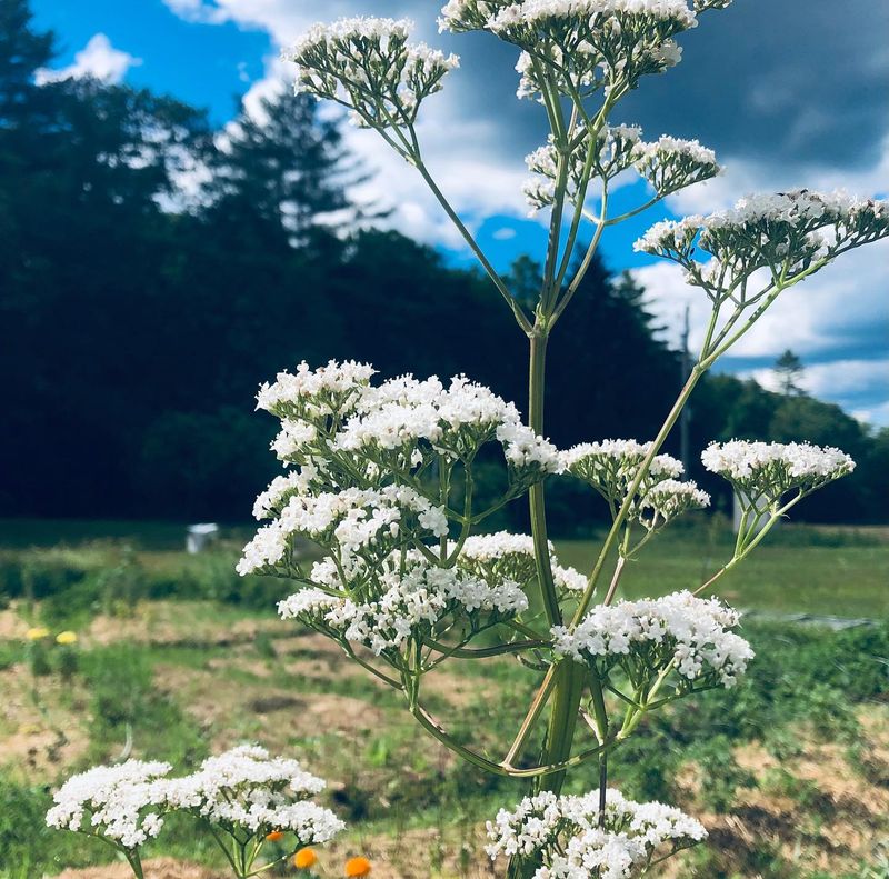 Valerian
