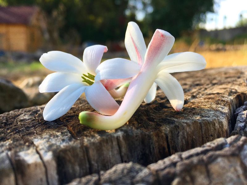 Tuberose