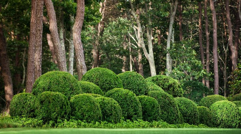 Boxwood