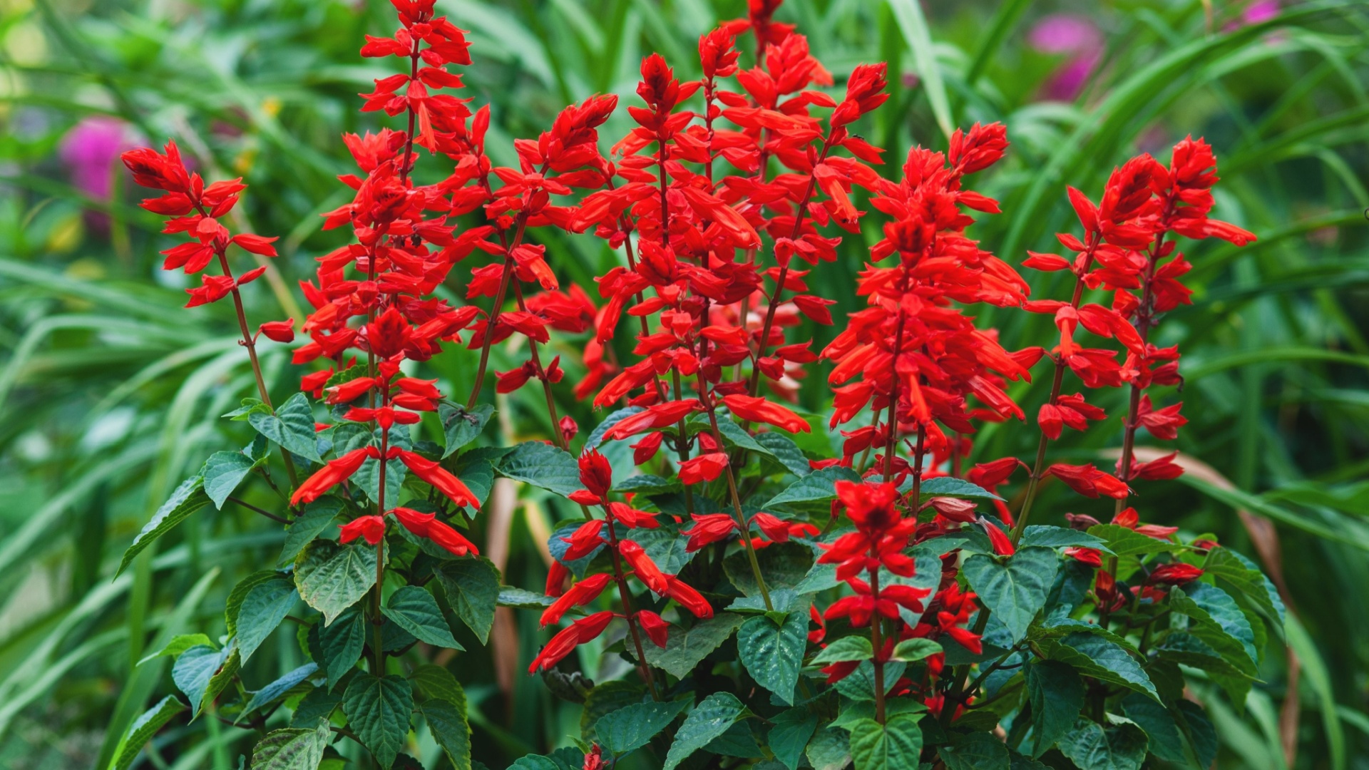 red salvia in bloom