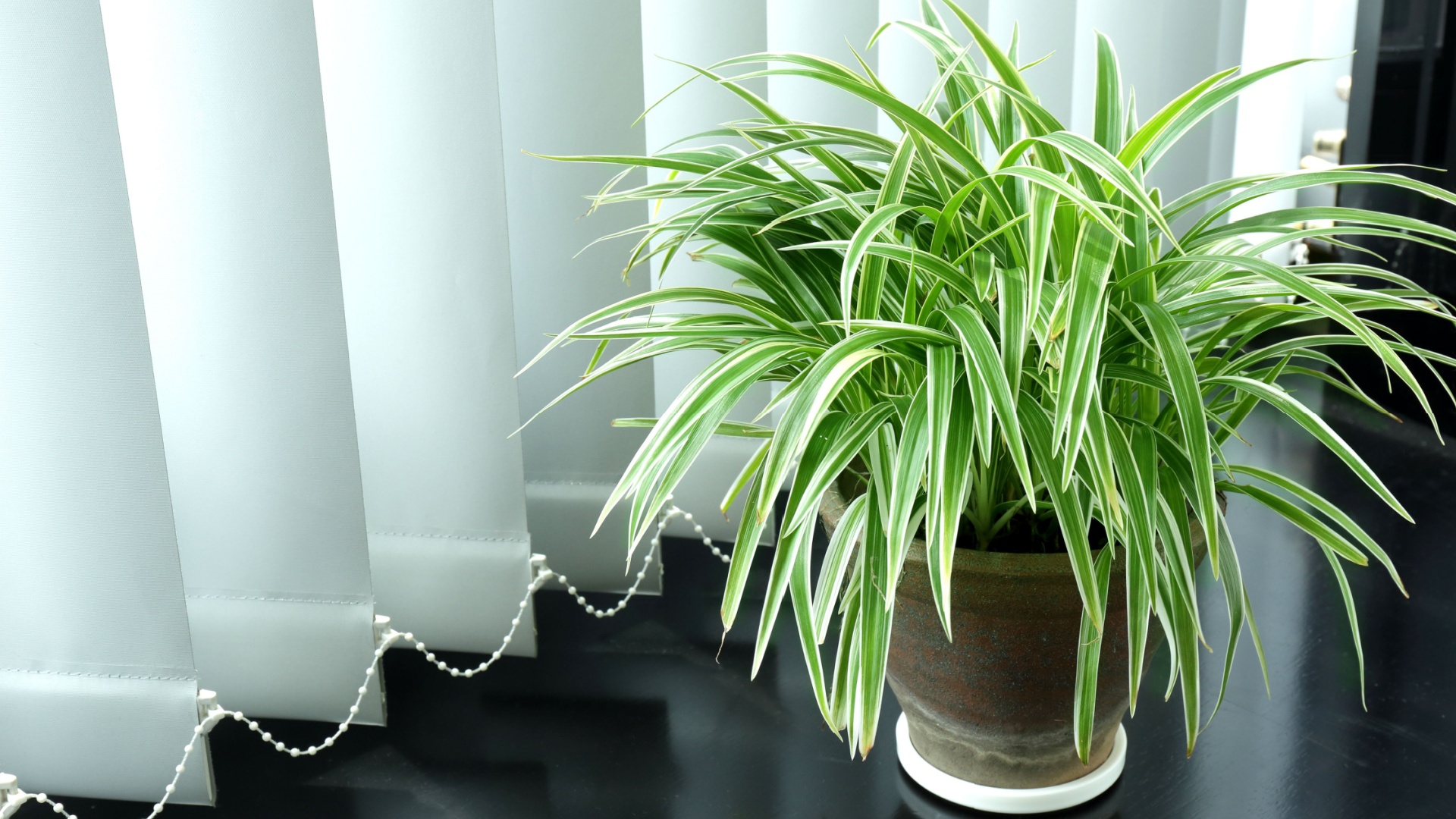 Stop Repotting – These 25 Houseplants Flourish Staying Root-Bound (Plus A Few Extra Snugglebugs)