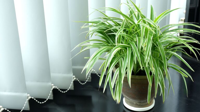 spider plant