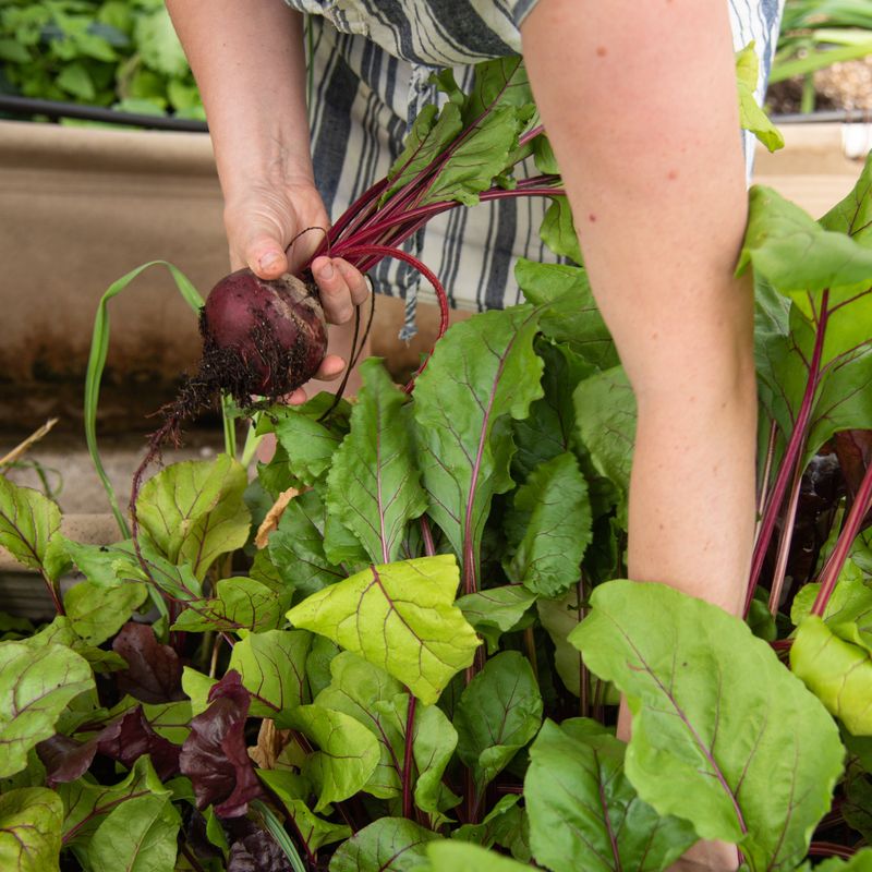 Save Seeds From Open-Pollinated Varieties