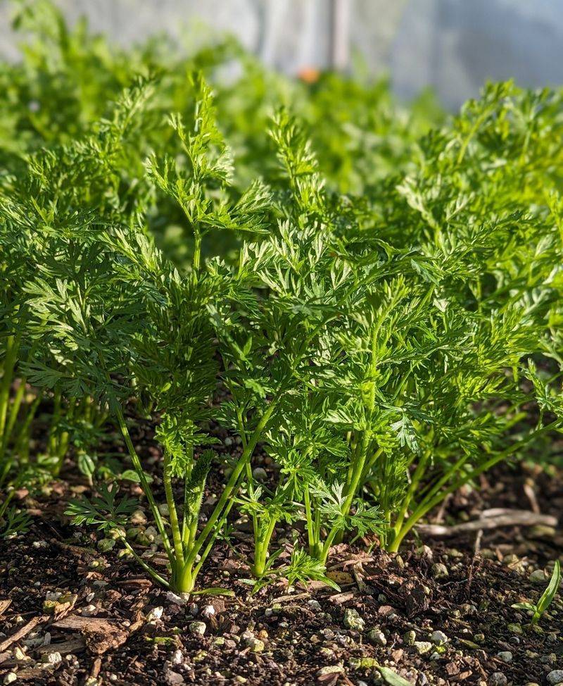 Save Seeds from Open-Pollinated Varieties