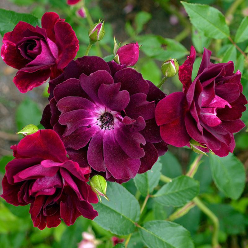 Burgundy Ice