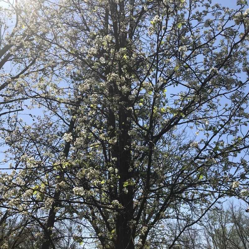 Dying Bradford Pear