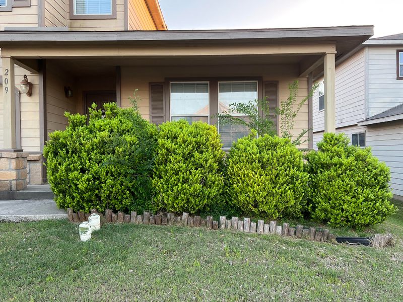 Single-Species Hedge Rows