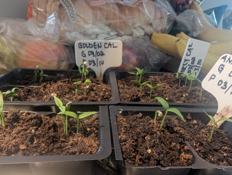 Thin Seedlings Wisely
