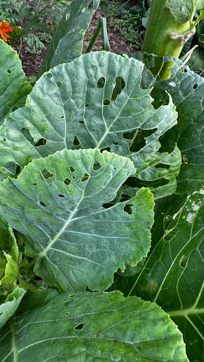 Trap Crops