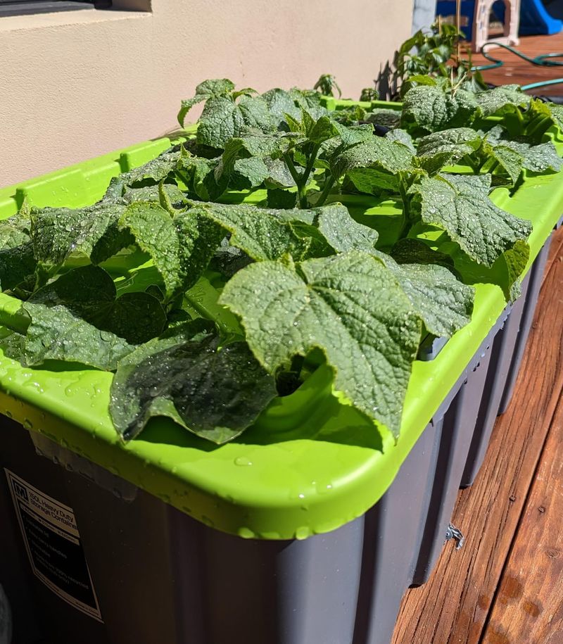 Hydroponic Systems